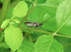 Rhynocoris marginellus