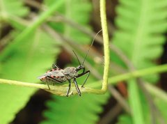 Rhynocoris marginellus