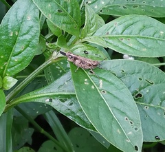Orthoptera