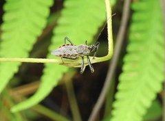 Rhynocoris marginellus