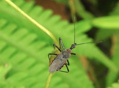 Rhynocoris marginellus