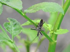 Rhynocoris marginellus