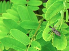 Rhynocoris marginellus