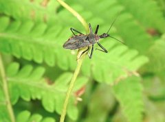 Rhynocoris marginellus