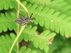 Rhynocoris marginellus