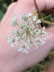 Daucus carota