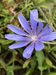Cichorium intybus