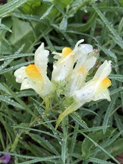 Linaria vulgaris