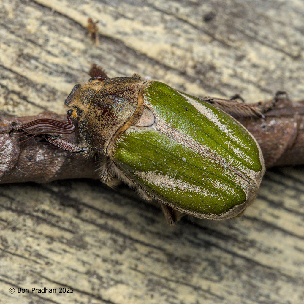 Melolontha virescens