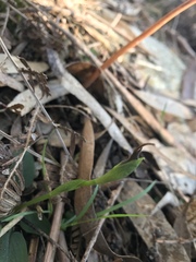 Pterostylis pedunculata