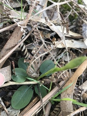 Pterostylis pedunculata