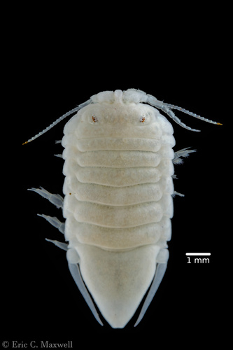 Ancinus