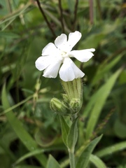 Silene latifolia