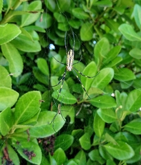 Trichonephila clavata