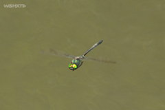 Somatochlora graeseri