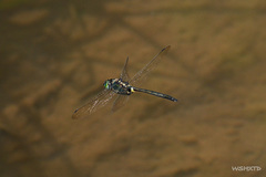 Somatochlora graeseri