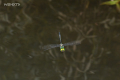 Somatochlora graeseri