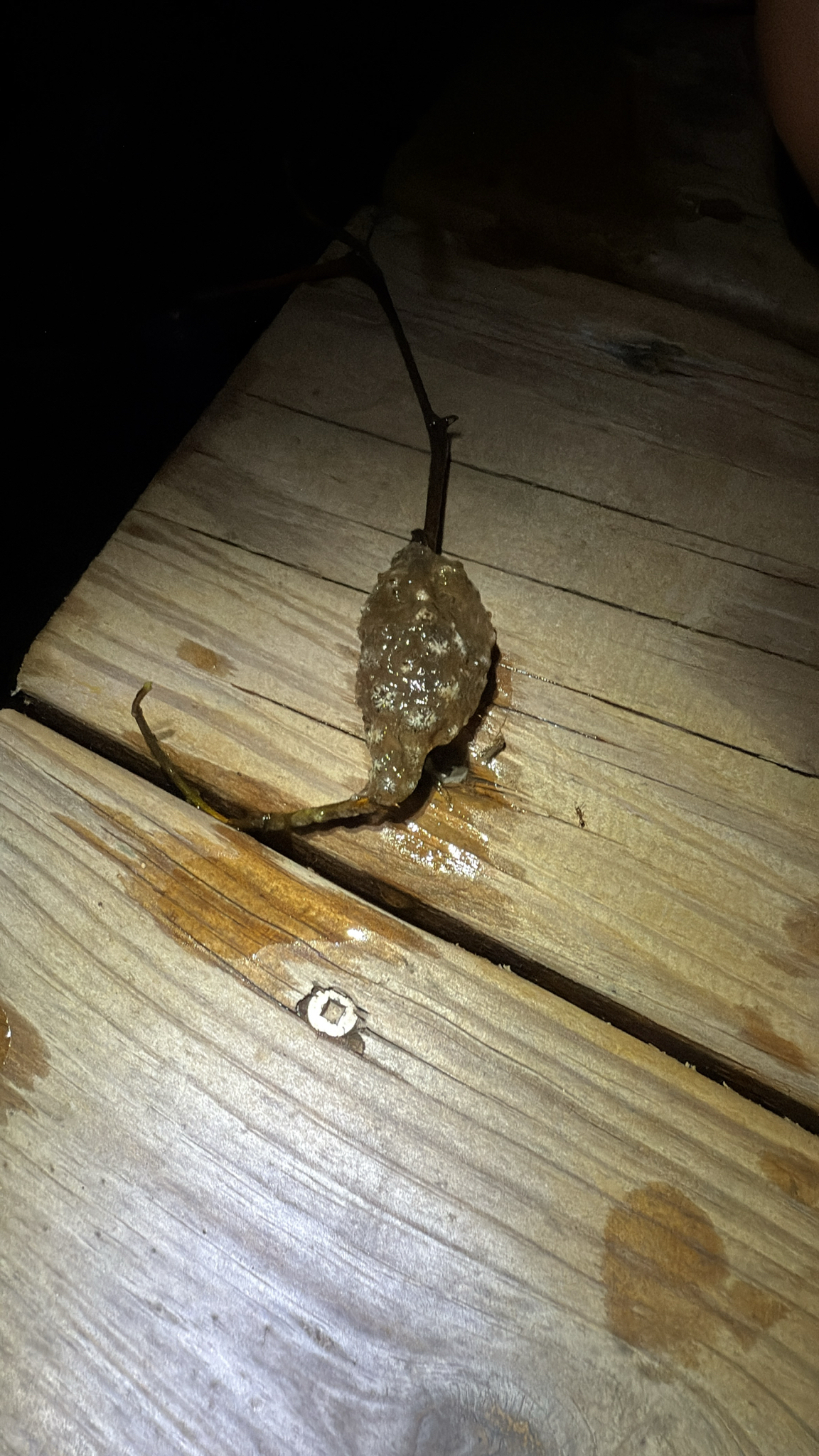 Pectinatella magnifica (Leidy, 1851)