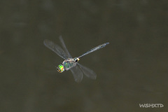 Somatochlora graeseri