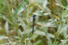 Somatochlora graeseri