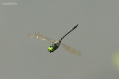 Somatochlora graeseri