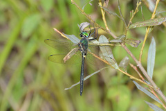 Somatochlora graeseri