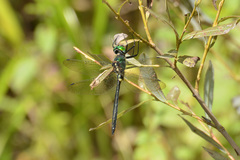 Somatochlora graeseri