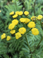 Tanacetum vulgare