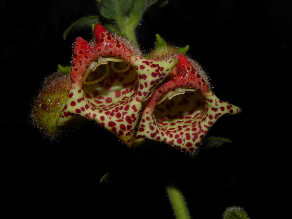 Kohleria allenii