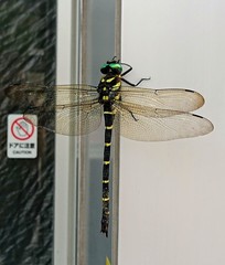 Anotogaster sieboldii