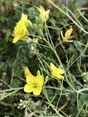 Diplotaxis tenuifolia