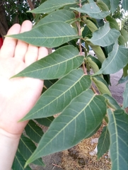 Ailanthus altissima image