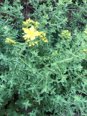 Hypericum perforatum