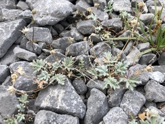 Potentilla pulchella