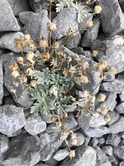 Potentilla pulchella