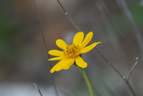 Image of Verbesina lindheimeri by (c) Trey Philips, some rights reserved (CC BY)