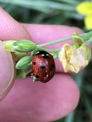 Coccinella septempunctata