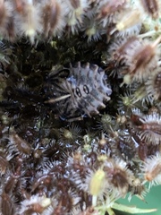 Graphosoma italicum italicum