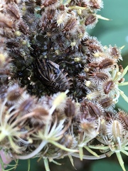 Graphosoma italicum italicum