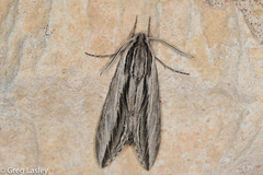 Sphinx vanbuskirki