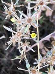 Cichorieae