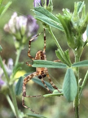 Araneus diadematus