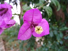 Bougainvillea glabra
