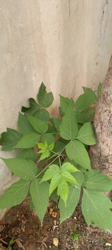 box elder
