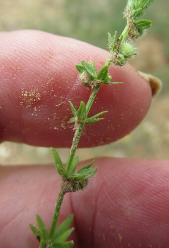 Image of Galium virgatum by (c) Linda Jo Conn, some rights reserved (CC BY)