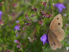 Dracocephalum peregrinum