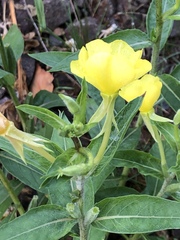 Oenothera biennis
