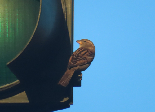 Moineau domestique, femelle