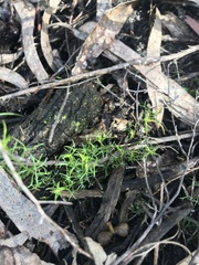 Platysace heterophylla