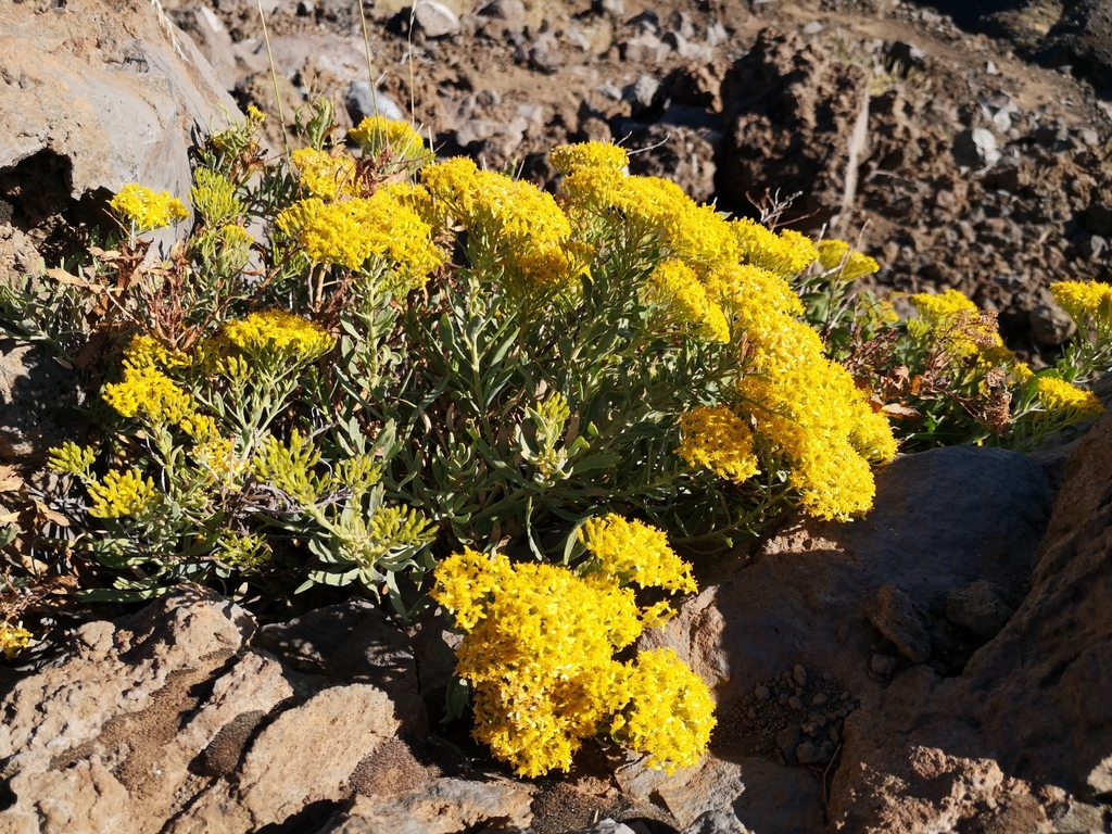 Bethencourtia